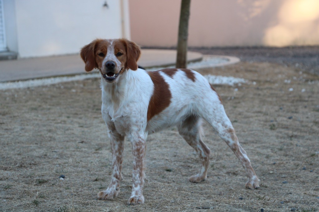 Nala Des Landes Du Jaunay